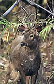 Panna National Park, Chattarpur, Madhya Pradesh